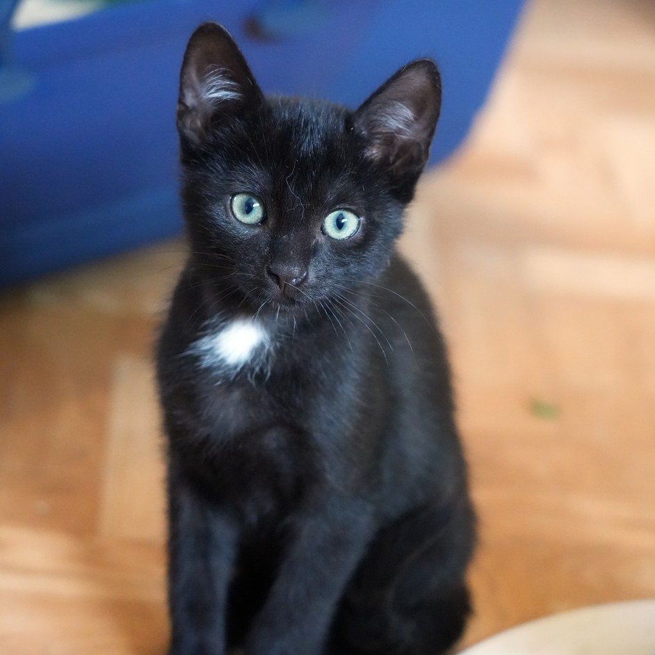 Apollo
