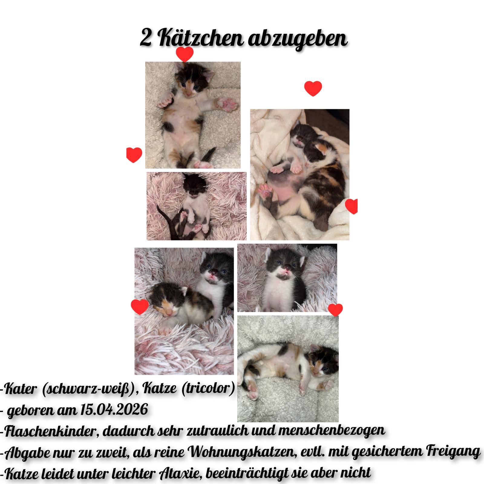 Süßes Katzen Geschwisterpaar