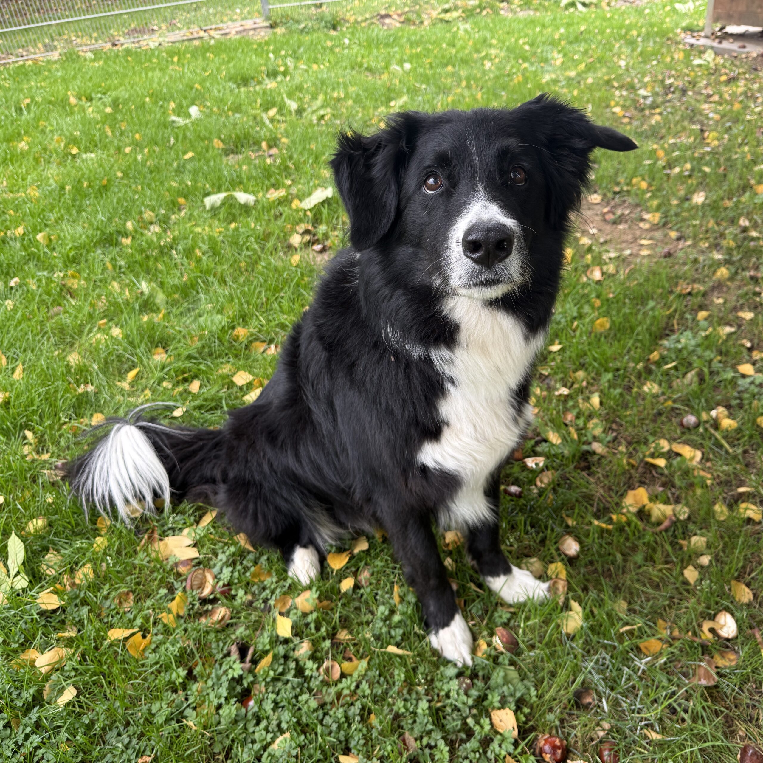 Monty