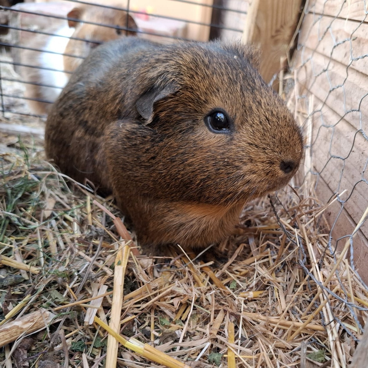 Mr. Big