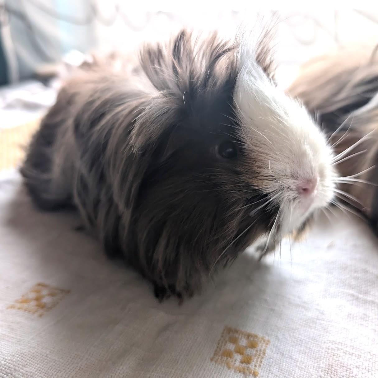 Schokominza