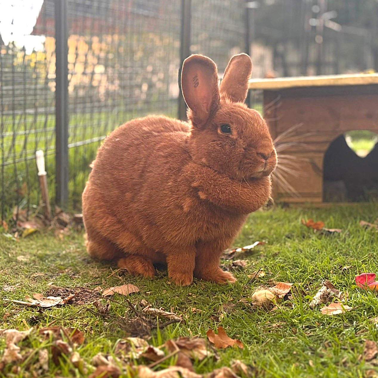 Willow