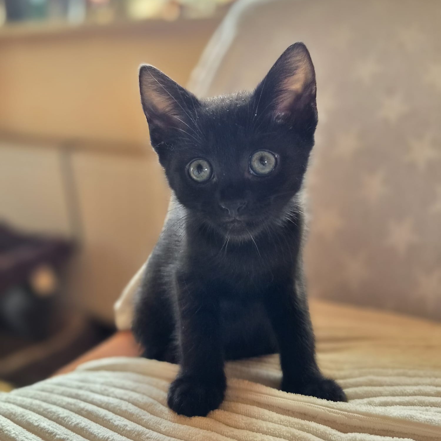 Charlie – RESERVIERT
